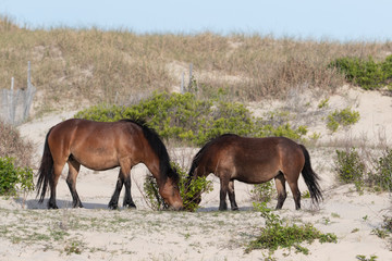 Wild Horses on the Northern End of the Outer Banks in the Sand Dunes at Corolla North Carolina