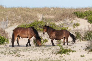 Obraz premium Wild Horses on the Northern End of the Outer Banks in the Sand Dunes at Corolla North Carolina