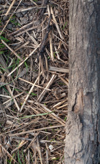 Dry grass in the forest against the backdrop of a tree branch