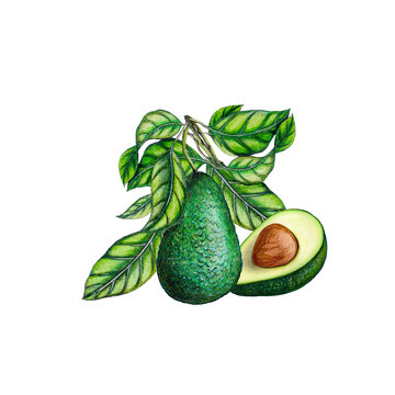 Hand drawn isolated realistic illustration of avocado on white background