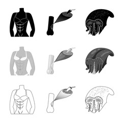 Vector design of fiber and muscular symbol. Set of fiber and body  stock symbol for web.