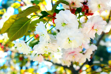 Sakura. Cherry Blossom in Springtime. Beautiful White Flowers