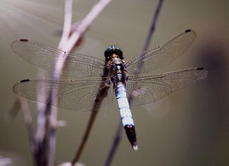 dragonfly on a branch