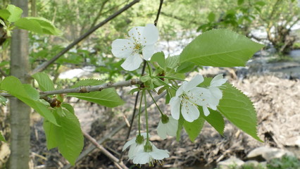 Kirschblüte