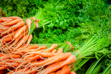 Fresh carrots bunches of colorful orange with green tops held Plastic rope bands Selective focus with space for textใ