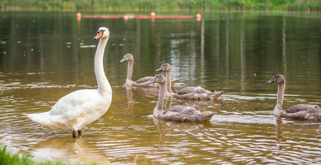 One adult white swan is watching its grown up gray chicks.