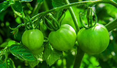 Large green tomatoes growing on a branch in a garden
