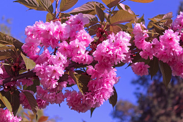 Sakura. Cherry Blossom in Springtime. Beautiful Pink Flowers