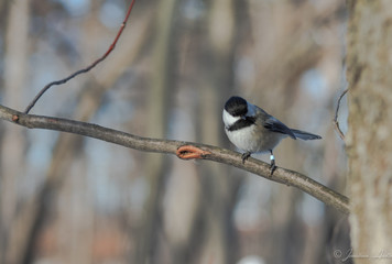 Bird in Branch