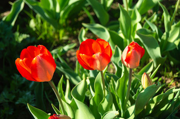 Red tulip on background green sheet