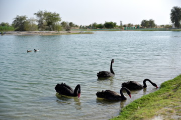 Black swans swimming in the Al Qudra lakes, Dubai, United Arab Emirates