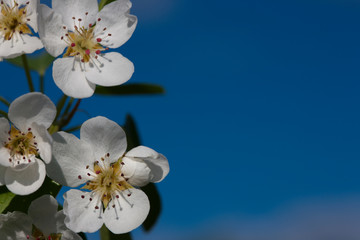 Apple flowers close-up against the blue sky. Pistils and stamens.