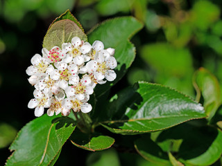 Blüten der Aroniabeeren, Aronia melanocarpa