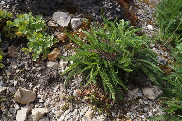 a green plant has grown on the stones