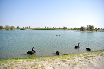 Black swans swimming in the Al Qudra lakes, Dubai, United Arab Emirates