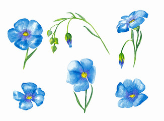 Fototapeta na wymiar Flax flowers elements.