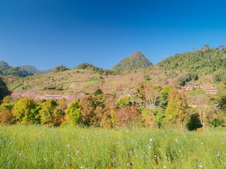 view of green meadow on the hill with green forest, mountain and blue sky background, Doi Ang Khang, Chiang Mai, northern of Thailand.