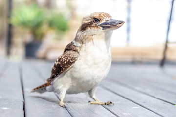 Kookaburra Portraits in the South Australian riverland.