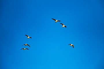 birds flying in the sky