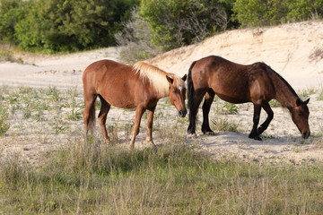 Naklejka na ściany i meble Wild Horses on the Northern End of the Outer Banks in the Sand Dunes at Corolla North Carolina