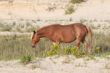Wild Horses on the Northern End of the Outer Banks in the Sand Dunes at Corolla North Carolina