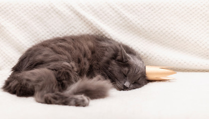 Funny gray fluffy cat is lying on the sofa with a golden crown on his head.