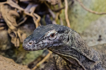 Fototapeta premium lizard