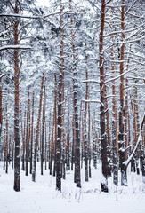 Fototapeta premium Pine forest in winter