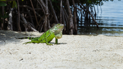 Iguane sauvage (Key Largo, Floride)