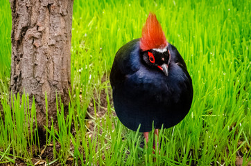 bird