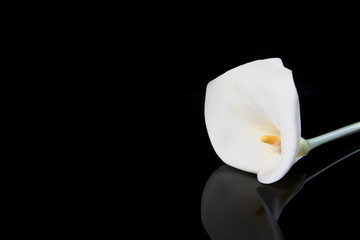 White Calla isolated on a black background with reflection, space for text