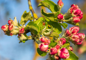 Blooming apple tree branch in spring. Closeup shot.