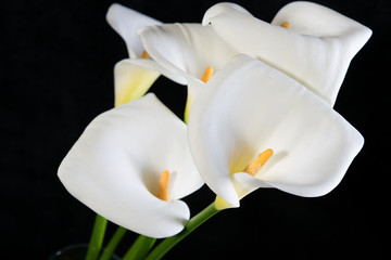 Naklejka na ściany i meble Beautiful bouquet of white callas on a black background horizontal orientation