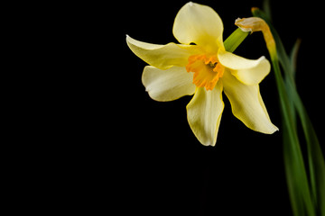 Narcissus closeup on black background