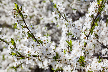 Cherry tree flowers.