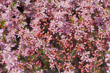  spring bloom of pink flowers. blooming garden. pink floral background