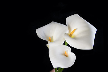 A bouquet of three white callas on a black background horizontal orientation, space for text
