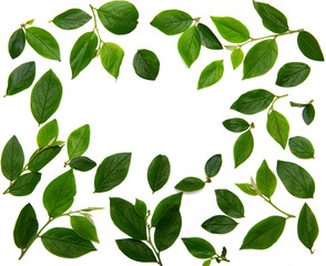 green leaves frame on white background. flat lay., place for your text