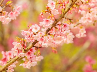 view of Wild Himalayan (Prunus) or Thai Sakura pink flowers cherry blossom on branches with nature blurred background, Doi Ang Khang, Chiang Mai, Thailand.