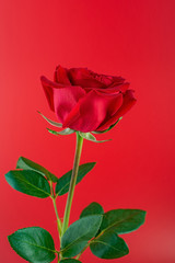 a red rose on a red background