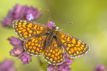Obraz premium Meadow fritillary butterfly