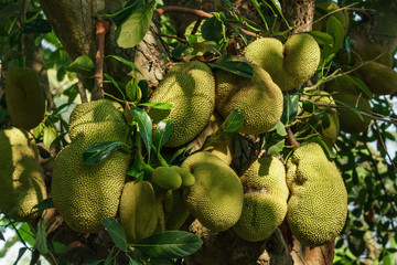 Jackfruits on the jackfruit tree