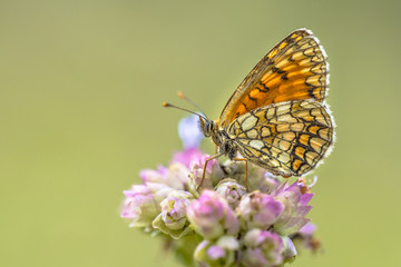 Meadow fritillary butterfly