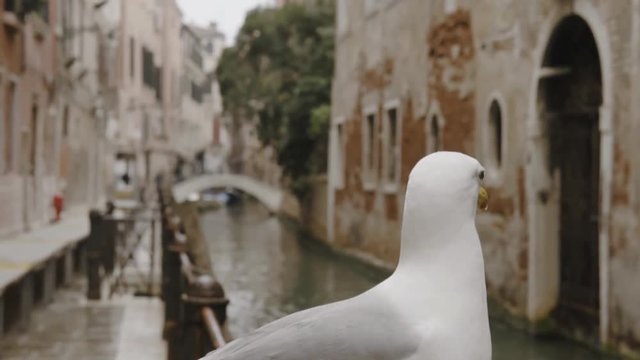 Seagull sit on the fense. Birds of Venice.
