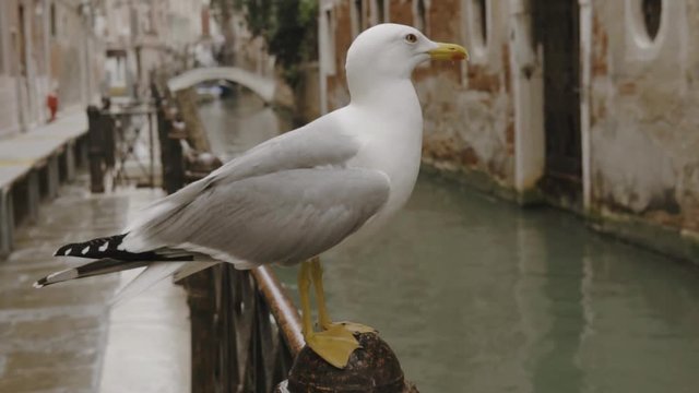 Bird stay on the fense. Seagulls of Venice.