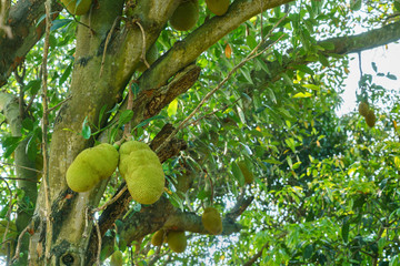 Jackfruits on the jackfruit tree