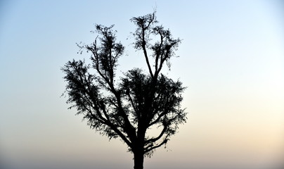 Silhouette tree on the sunset at Al Qudra love lake, Dubai, United Arab Emirates