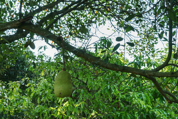 A jackfruit on the jackfruit tree