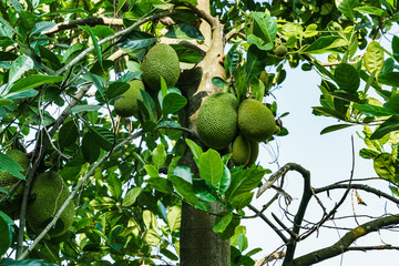 Jackfruits on the jackfruit tree
