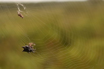 On The Web